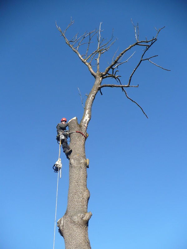 pílenie stromu pomocou stromolezeckej techniky, Stromolezecké stupačky EDELRID TALON