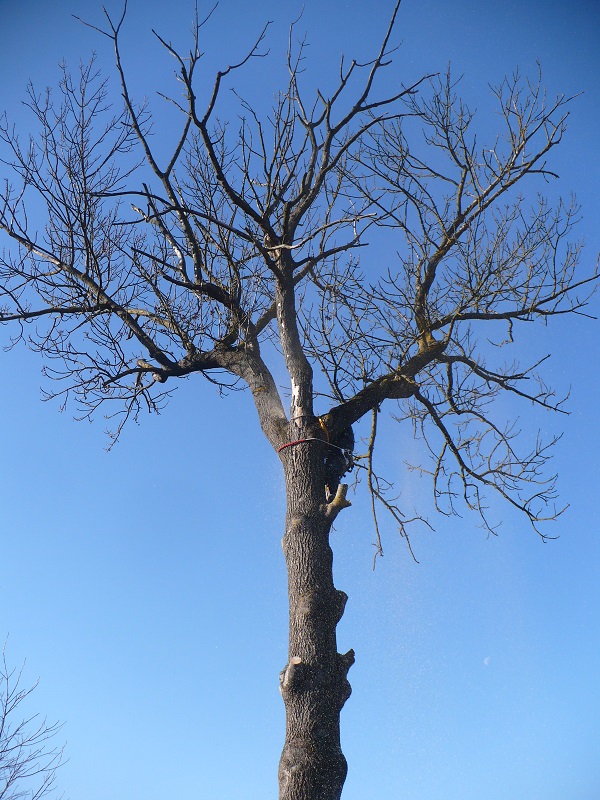 postupné spilovanie rizikového stromu za pomoci stromolezeckých stupačiek EDELRID TALON
