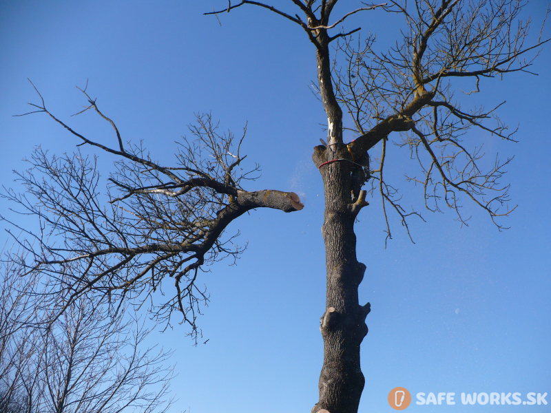 Postupné spilovanie rizikového stromu Jaseň 2018