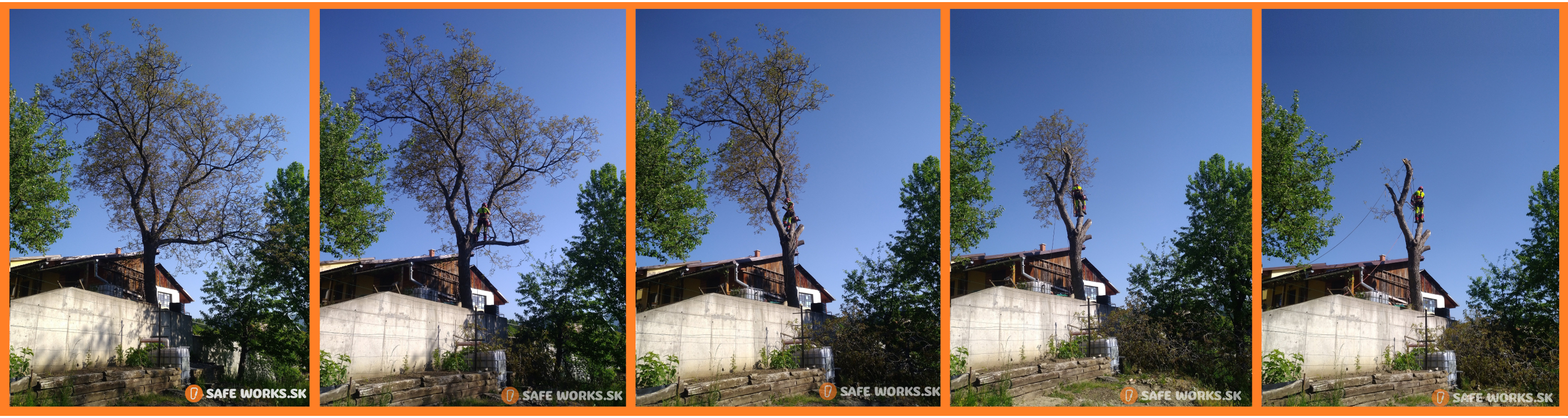 spilenie nebezpečneho stromu orecha na kralíkoch, profesionálny pilčík, lacné pílenie stromov, fotosnímka postupného pílenia stromu