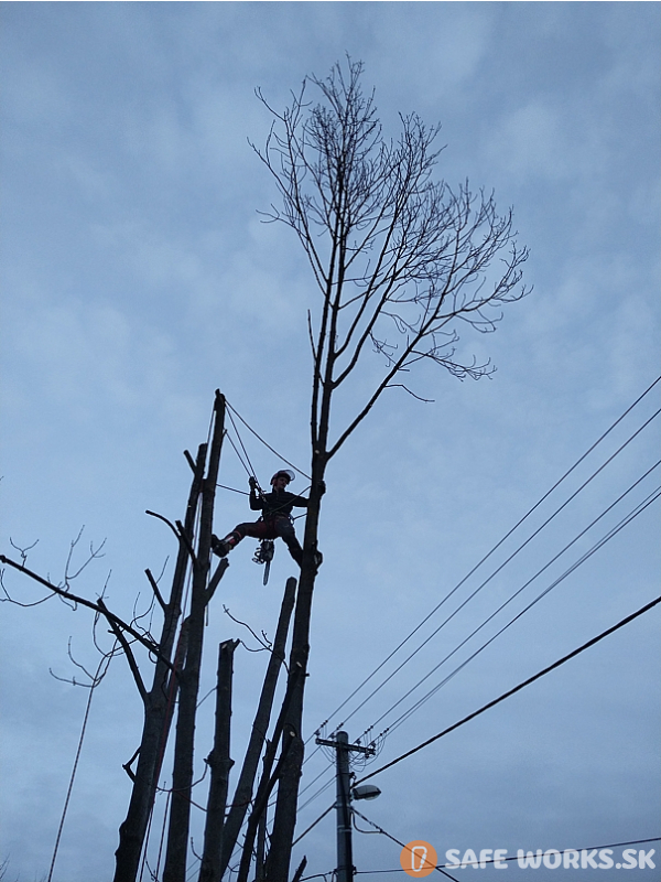 nebezpečný strom pri elektrike, postupné pílenie stromu pri elektrickom vedení, banská bystrica podlavice. arborista vyskové práce banská bystrica pilčík pílenie stromov 